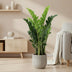 Zamioculcas (2 Größen) - Pflegeleichte Zimmerpflanze für Ihr Zuhause Bild 3