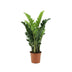 Zamioculcas (2 Größen) - Pflegeleichte Zimmerpflanze für Ihr Zuhause Bild 1