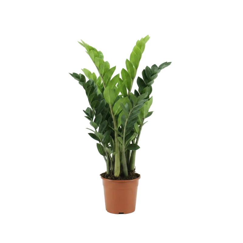Zamioculcas (2 Größen) - Pflegeleichte Zimmerpflanze für Ihr Zuhause