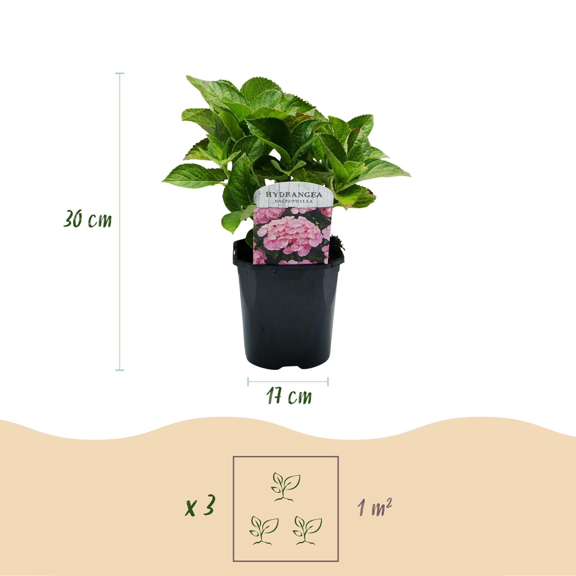 GreenboutiQ - Hortensie - Hydrangea macrophylla Rosa - Blume Rosa - 3 Pflanzen - 1 m2 - Laubabwerfend - Wenig Pflege - Topf 17cm Höhe 30cm