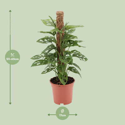 Monstera Monkey - Ø17cm Topf - ca. 60cm hoch