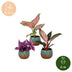 Baby Paradise Mix: 3 Tropische Pflanzen mit Rosa-Tönen, Ø6cm Bild 5