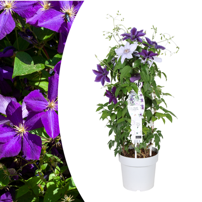 Clematis Double Up Barnadine & Masa im 23cm Topf