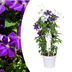 Clematis Double Up Barnadine & Masa im 23cm Topf Bild 1