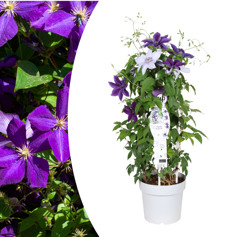 Clematis Double Up Barnadine & Masa im 23cm Topf