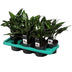 Aglaonema Maria Zimmerpflanze - Ø14cm, ↕40cm - Silberne Blattmuster Bild 3