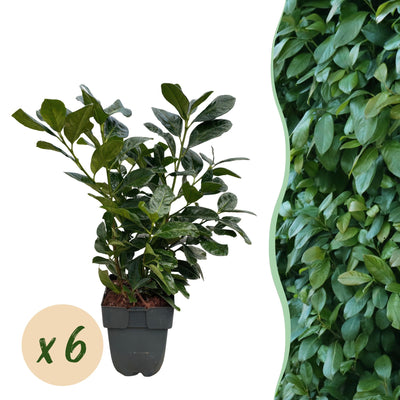 GreenboutiQ Kirschlorbeer Etna Heckenpflanzen - 6 Stück, 1m