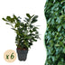 GreenboutiQ Kirschlorbeer Etna Heckenpflanzen - 6 Stück, 1m Bild 1
