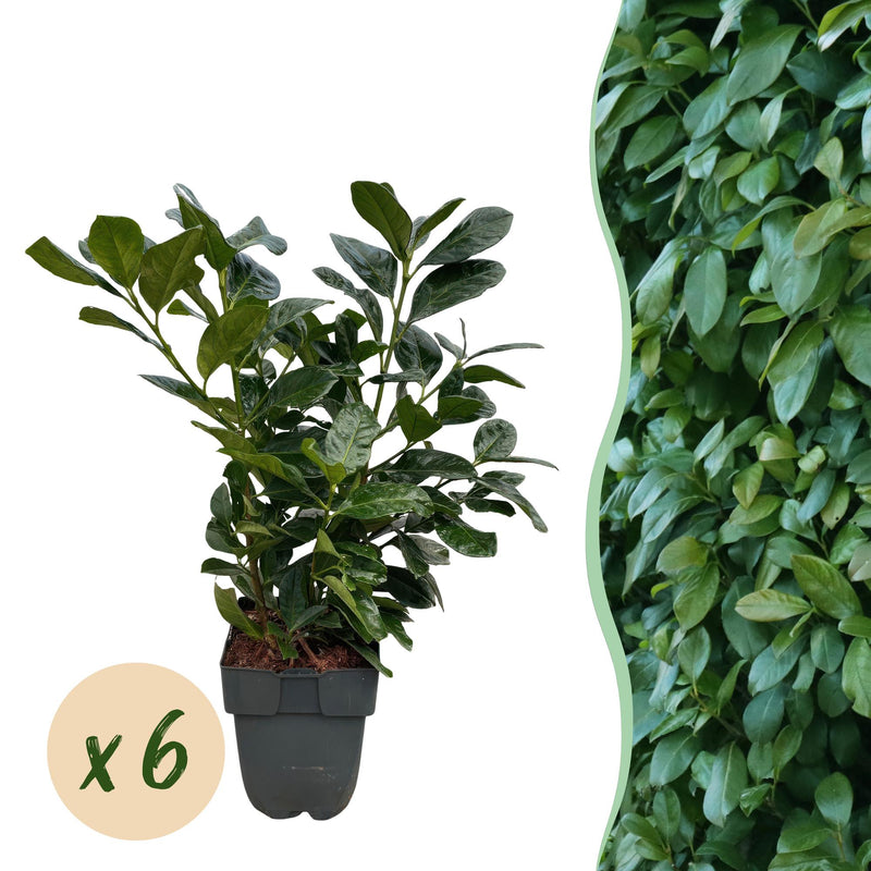 GreenboutiQ Kirschlorbeer Etna Heckenpflanzen - 6 Stück, 1m