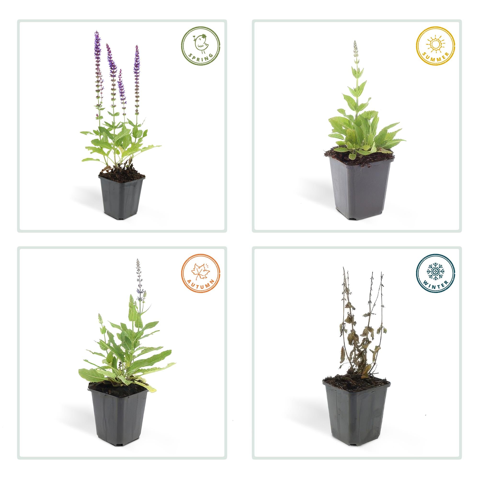 48x Salvia nem. 'Ostfriesland' - ↕10-25cm - Ø9cm