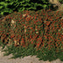 24x Cotoneaster 'Queen of Carpets' Bodendecker, 10-25cm, Ø9cm Bild 5
