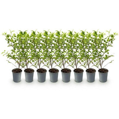 GreenboutiQ Liguster Ovalifolium Aureum: 8 Gelb-Grüne Heckenpflanzen, 1m