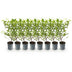 GreenboutiQ Liguster Ovalifolium Aureum: 8 Gelb-Grüne Heckenpflanzen, 1m Bild 2