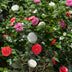 GreenboutiQ Camellia japonica Tricolour, 3er Set, immergrün, Blüte Rosa/Weiß/Rot Bild 4