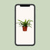 Asplenium Antiquum - Ø12cm - ↕25cm Bild 5