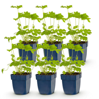 Green boutiQ - Perennial - Delphinium (P) Black Knight - Larkspur - Bee and Butterfly Attractors - Purple - 6 Plants - Pot 11cm - Height 15-25cm
