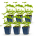 Green boutiQ - Perennial - Delphinium (P) Black Knight - Larkspur - Bee and Butterfly Attractors - Purple - 6 Plants - Pot 11cm - Height 15-25cm Bild 12