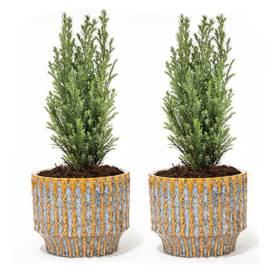 2er Set Weihnachtsbaum 'Ellwoodii' mit Keramiktopf – Festliche Deko