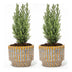 2er Set Weihnachtsbaum 'Ellwoodii' mit Keramiktopf – Festliche Deko Bild 1