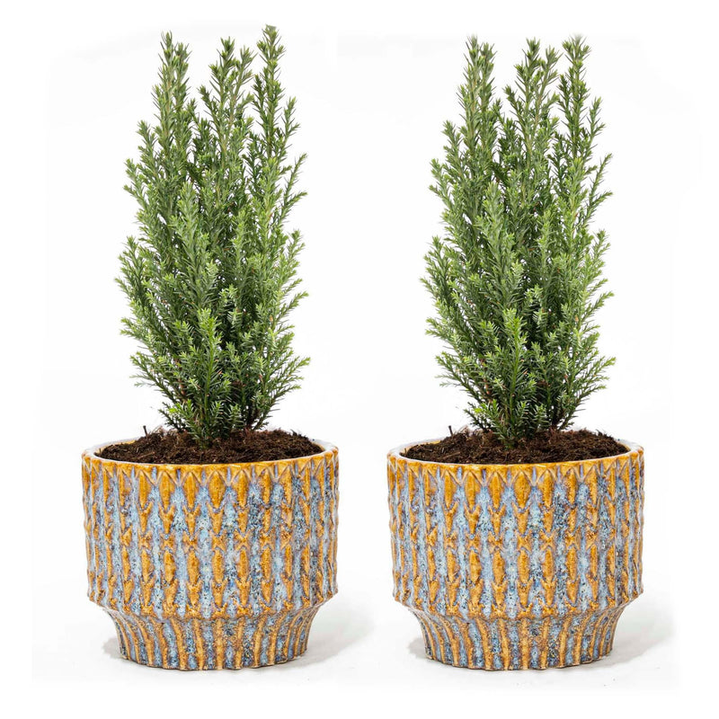 2er Set Weihnachtsbaum 'Ellwoodii' mit Keramiktopf – Festliche Deko