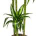 Dracaena Deremensis Hawaiian Sunshine, 170-190cm, Ø27cm Topf Bild 5