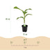 Musa Basjoo Banana Plant - Winter Hardy - 4 Plants in a 17cm Pot Bild 3