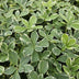 6x Pachysandra Variegata Bodendecker (10-25cm) im 9cm Topf Bild 5