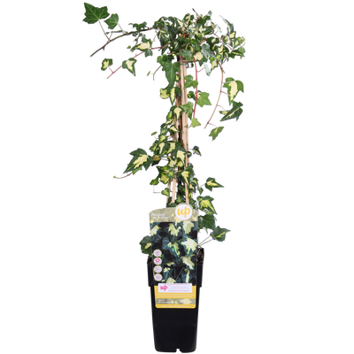 Efeu 'Goldheart' im 15cm Topf, 65cm hoch