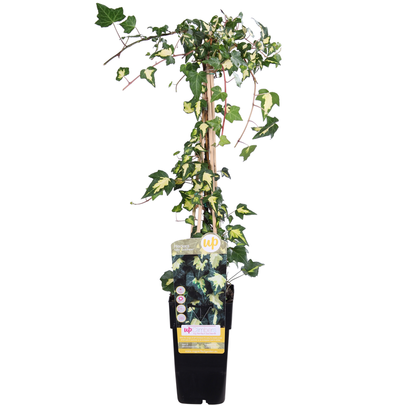 Efeu 'Goldheart' im 15cm Topf, 65cm hoch