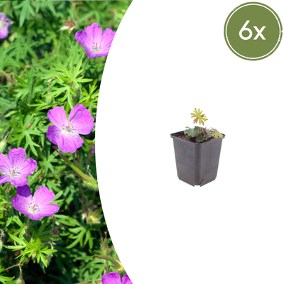 6x Blut-Storchschnabel (Geranium sanguineum), 10-25cm, 9cm Topf