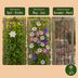 9x Clematis Tricolour - Dreifarben-Waldrebe - Lila - Rosa - Weiß - Kletterpflanze - Ø9cm - ↕35cm Bild 6