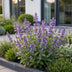 Green boutiQ - Perennial - Nepeta nerv. Neptune - Catnip - Bee and Butterfly Attractors - Purple - 24 Plants - Pot 11cm - Height 15-25cm Bild 8