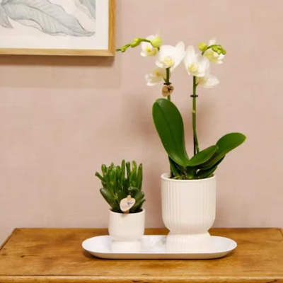 Kolibri Orchids | Geschenkset Diabolo White Small | Weiße Amabilis Orchidee 9cm + Grünpflanze inkl. weiße Übertöpfe & ovales Tablett