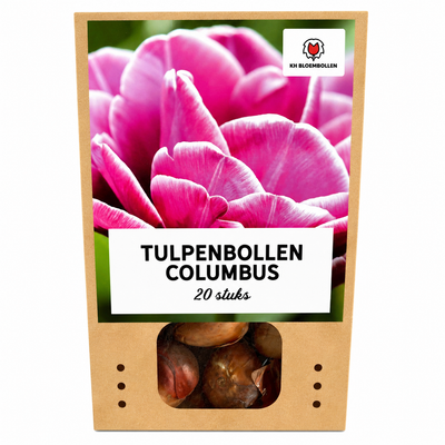 Tulpenzwiebeln Columbus – 20 Stück | KH Bloembollen® | Roze-Witte Dubbele Pioentulp – Elegant & Vol – Voor Tuin of Pot – Maat 11/12 – Vers van de Teler!