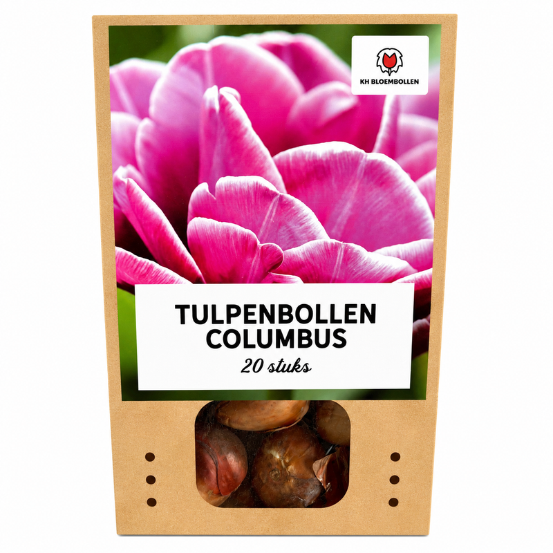 Tulip Bulbs Columbus – 20 pieces | KH Bloembollen® | Pink-White Double Peony Tulip – Elegant & Full – For Garden or Pot – Size 11/12 – Fresh from the Grower!