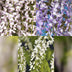 GreenboutiQ Wisteria Tricolour - 3 Wisteria Young Plants in 11cm Pots Bild 4