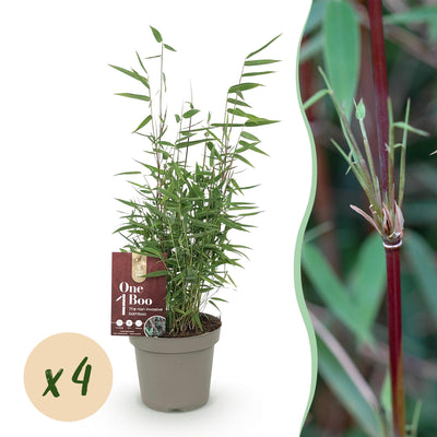 GreenboutiQ Bambus 'Red Dragon' - 4 Pflanzen im 14cm Topf