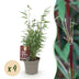 GreenboutiQ Bamboo 'Red Dragon' - 4 plants in 14cm pots Bild 1