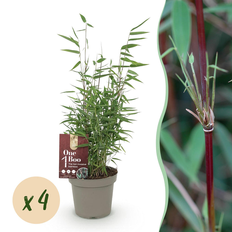GreenboutiQ Bamboo 'Red Dragon' - 4 plants in 14cm pots
