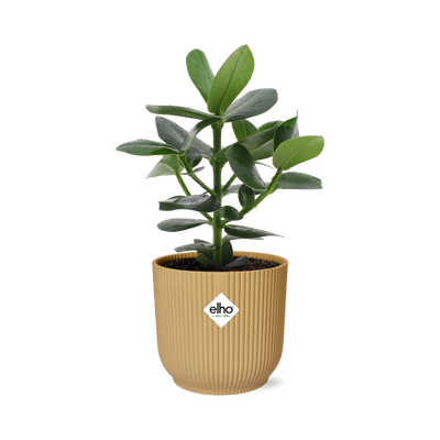 Clusia Princess mit gelbem ELHO Topf, 14cm