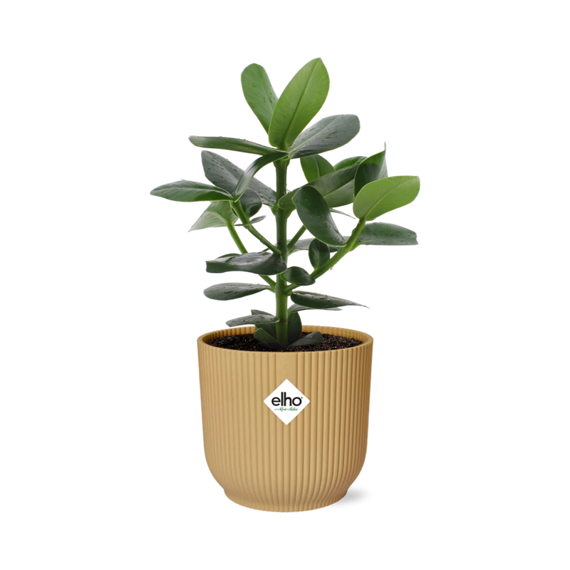 Clusia Princess mit gelbem ELHO Topf, 14cm