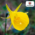Narcissus Golden Bells 25 pieces Bild 3