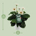 Garvinea Gerbera Weiß - Ø19cm - ↕50cm Bild 3