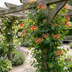 Lonicera 'Dropmore Scarlet' - Scharlachrote Geißschlinge - Kletterpflanze Ø9cm Bild 4