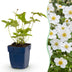 Green boutiQ - Perennial - Anemone hybr. Hon. Jobert - Autumn Anemone - Shade - White - 3 Plants - Pot 11cm - Height 15-25cm Bild 12