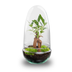 Bottle Garden Egg Bonsai DIY Set - Self-Sufficient Mini Ecosystem (25 cm) Bild 1