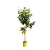 Zitronenbaum im 24cm Topf, 140cm hoch – Frische Zitrusfrüchte & Duft Bild 1
