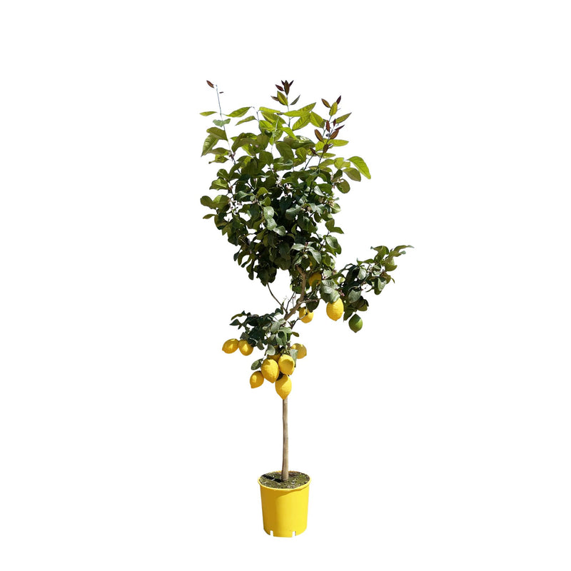 Zitronenbaum im 24cm Topf, 140cm hoch – Frische Zitrusfrüchte & Duft