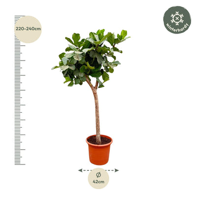 Ficus Lyrata Geigenfeige XXXL - 230cm - Ø40-45