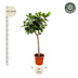 Ficus Lyrata Geigenfeige XXXL - 230cm - Ø40-45 Bild 2